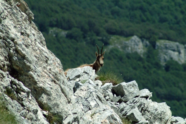 Camoscio d''Abruzzo Rupicapra pyrenaica ornata